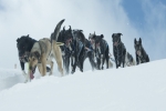 Sled Dog Sled Dog