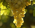 Astrid Kohlwes - Golf und Wein