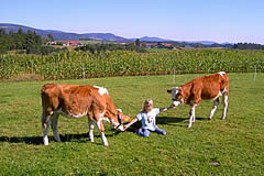 Kühe auf dem Bauernhof in Bayern