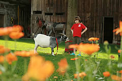 Tiere auf dem Bauernhof Gründinger