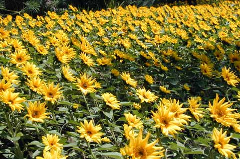 Blumen_gelb.jpg