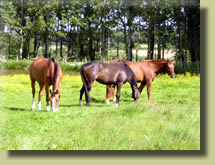 Chevaux en pension