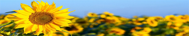Sonnenblumen die Energie spenden