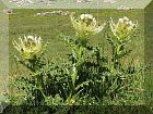 Distel
