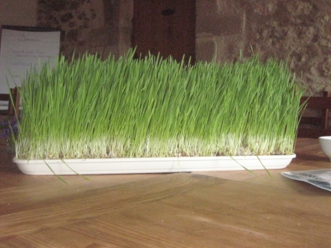 2538.resize_to.480x480.jpg