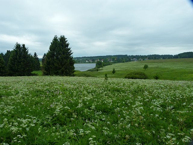 Blick &uuml;ber b&auml;rwurzreiche Bergwiesen zum Sumpfteich 