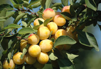 Mirabelles : dégustation de notre production de spécialités à la mirabelle