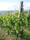 bild29.jpg