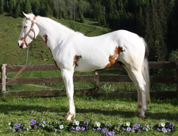 White Docolenas Tejon