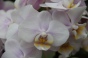 <b>DSC01714.JPG</b><br>