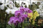 <b>DSC01723.JPG</b><br>