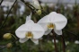 <b>DSC01726.JPG</b><br>