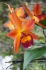 <b>DSC01736.JPG</b><br>