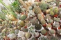 <b>DSC01763.JPG</b><br>