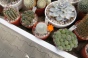 <b>DSC01784.JPG</b><br>