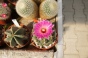 <b>DSC01786.JPG</b><br>
