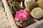 <b>DSC01787.JPG</b><br>