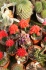 <b>DSC01802.JPG</b><br>