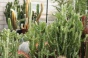 <b>DSC01809.JPG</b><br>