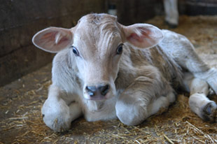 Kalb