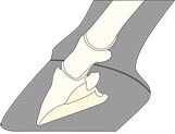 Akute Hufrehe mit beginnender Rotation