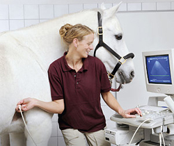 Dr. Kerstin Stubbe - Tierklinik Partners in Wehr - Ultraschall-Fotos am Pferdek&ouml;rper