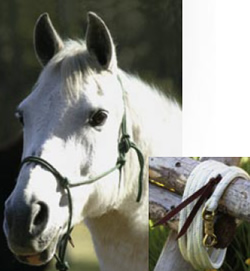 Pferdeseile, Führleinen, Halftern