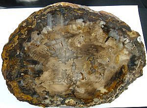 Fossil Holz Madagaskar