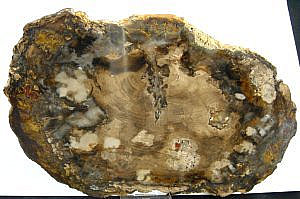 Fossil Holz Madagaskar 
