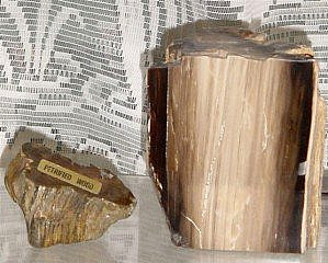 Fossilien Holz USA, Oregon, 170 Mio J
