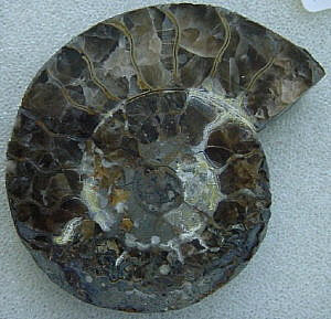 Amonit pyrit.Provence F.45x55mm