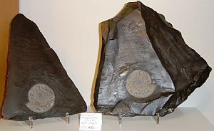 Amonit Dactyloceras (Holzmaden) Oelschiefer
