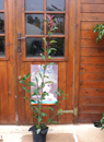 Photinia Red Robin