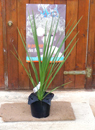 Dracaena indivisa