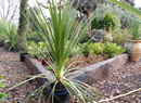 Dracaena indivisa