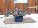 grevillea "Mount Tamboritha"