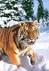 Castorland Puzzle - Winter in Sibirien mit Tiger