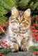 Castorland Puzzle - Katze unterm Tannenbaum