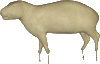 Capybara-Wasserschwein G2260