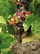 Kleine Weinstock Patenschaft