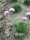 Armeria maritima 'Sch�ne von Fellbach'