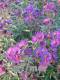 Aster novae-angliae 'Violetta'