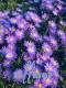 Aster x dumosus 'Augenweide'