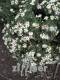 Aster x dumosus 'Niobe'