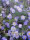 Aster novi-belgii 'Dauerblau'