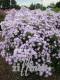 Aster novi-belgii 'Rosenquarz'