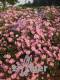 Aster pringlei 'Pink Star'