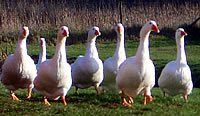 G&auml;nse im Anmarsch