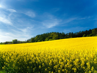 Blühendes Feld für Biomasse