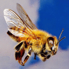 abeillevole.gif